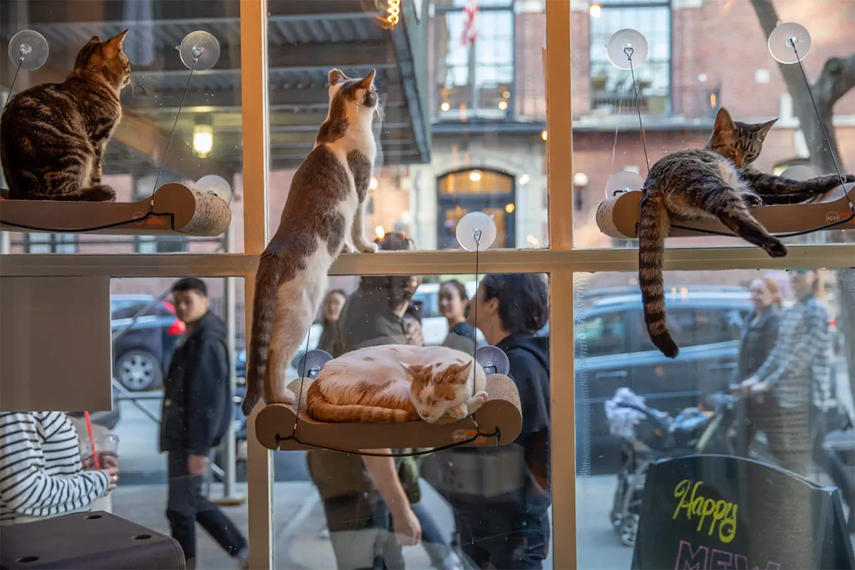 Cat Cafe Business