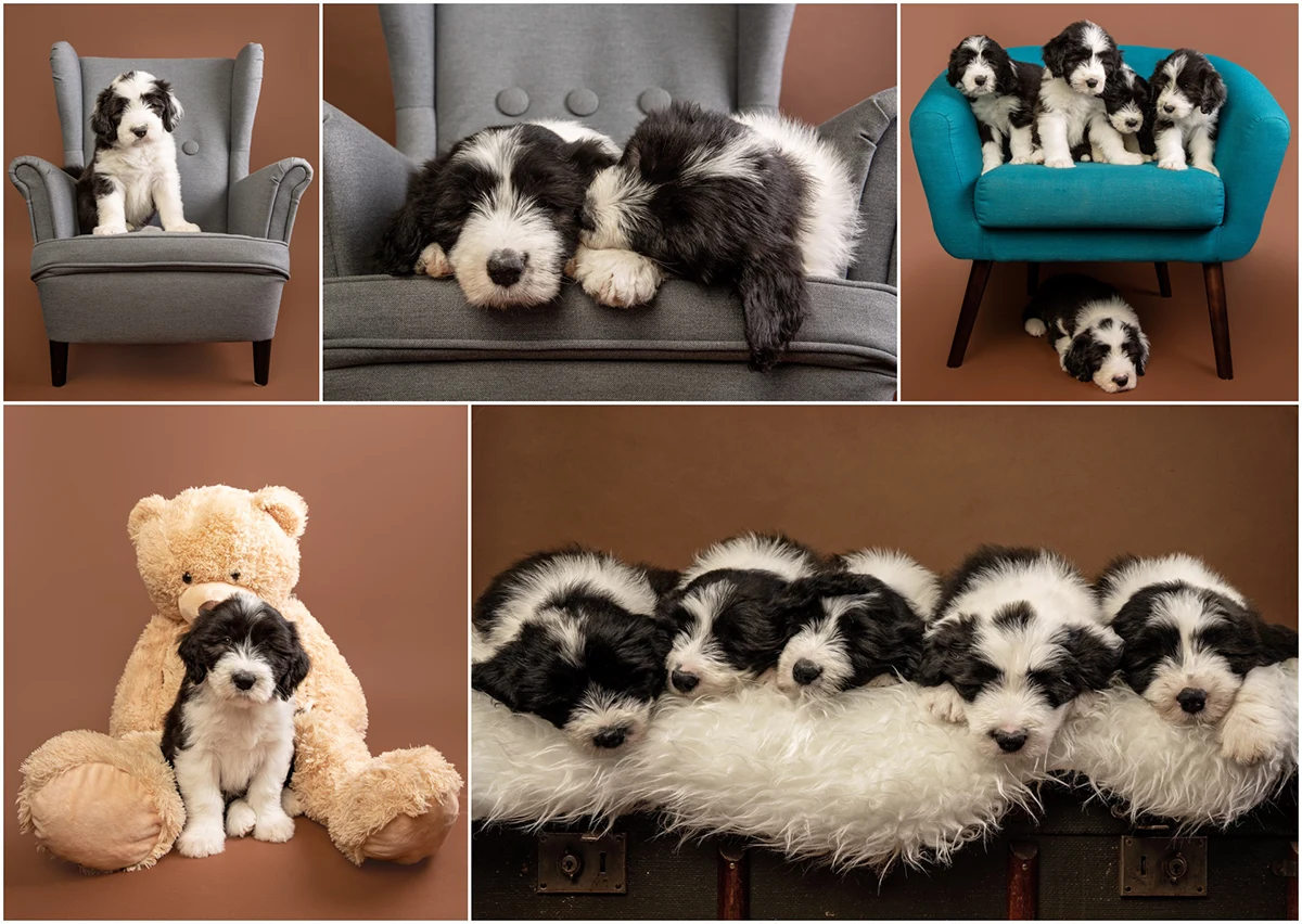 Pet Photography Business